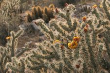 Buckhorn Cholla Acanthocarpa Cactus Jumping Desert Stock Images Buckhorn Cholla Acanthocarpa Cactus Jumping Desert Stock Images