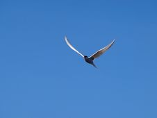 White Tern Royalty Free Stock Photography White Tern Royalty Free Stock Photography