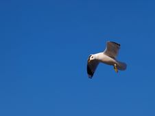 Seagull In The Sky Royalty Free Stock Images Seagull In The Sky Royalty Free Stock Images