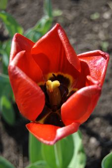 Red Tulip Royalty Free Stock Image Red Tulip Royalty Free Stock Image