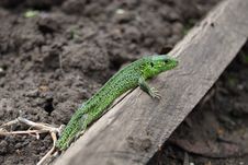 Lizard Stock Photo Lizard Stock Photo