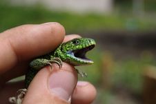 Lizard Stock Photos Lizard Stock Photos