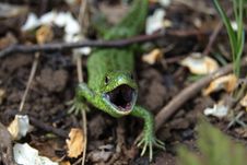 Lizard Stock Image Lizard Stock Image