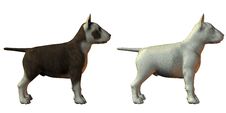 Bull Terrior Dog 3d Model Royalty Free Stock Photography