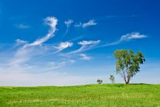 Three Trees Landscape Royalty Free Stock Photography Three Trees Landscape Royalty Free Stock Photography