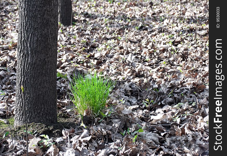 A green meadow is swardy as a background. A green meadow is swardy as a background