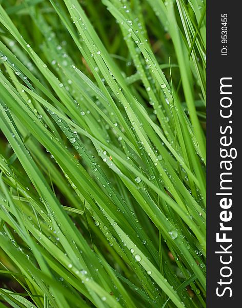 Dew drops on a green grass in a lawn