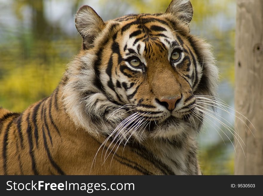 A beautiful sumatran tiger intently watching possible prey