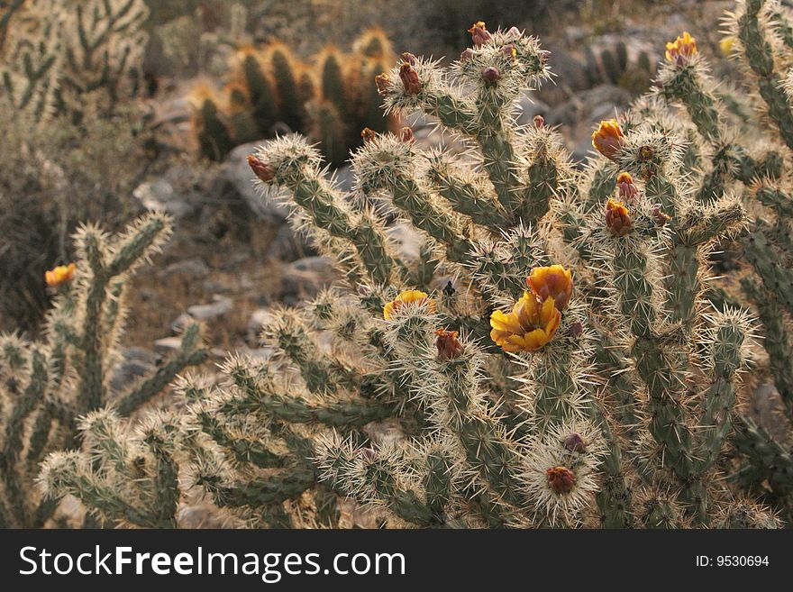 Buckhorn Cholla Acanthocarpa Cactus Jumping Desert