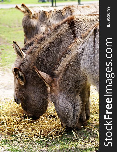 Four donkeys in a row; eating straw. Four donkeys in a row; eating straw.