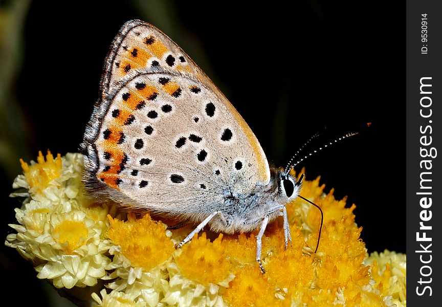 Orange butterfly on a green grass. Orange butterfly on a green grass