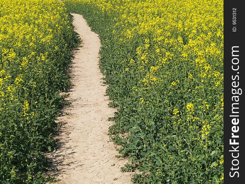 Footpath in cole-seed field in blossom