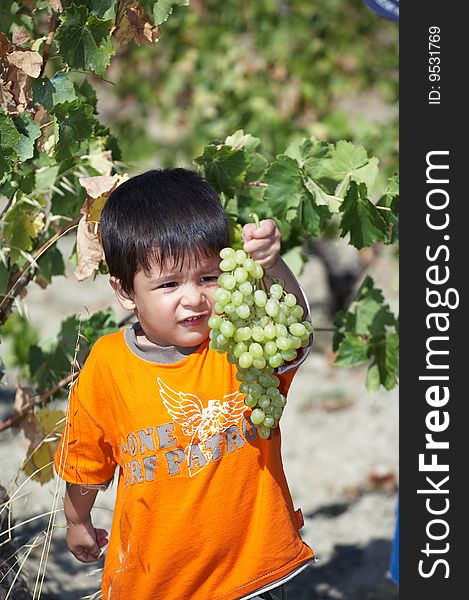 Child collecting grapes