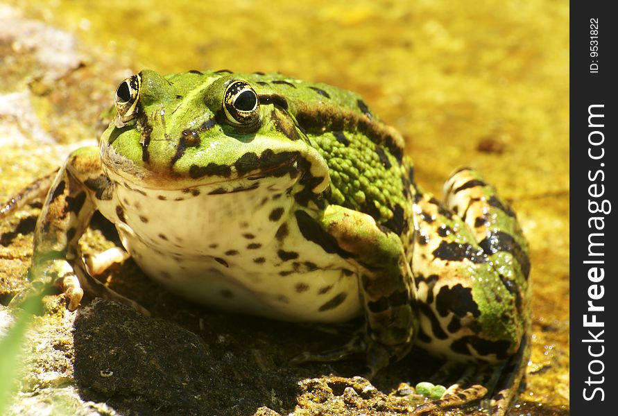 Green male grass-frog - frog sitting on the stone