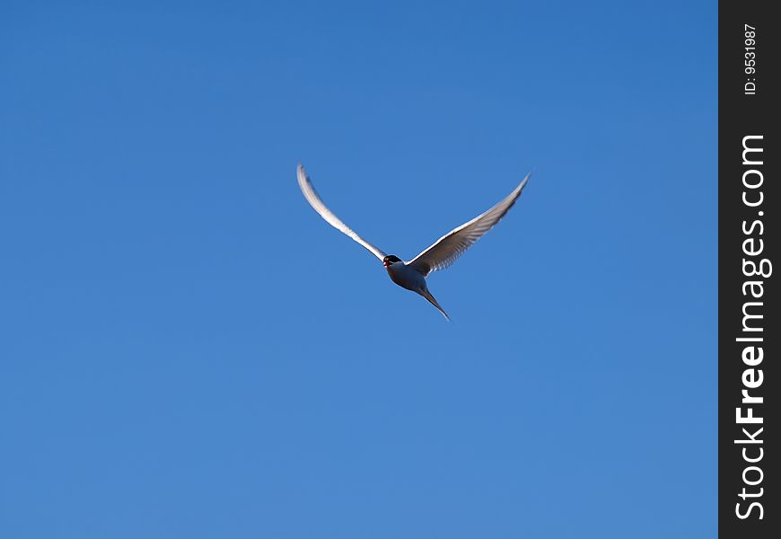 A White Tern on blue background, looking for food in the sea bellow