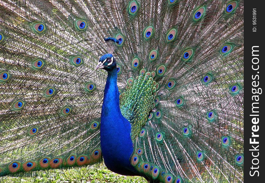 The beautiful peacock with feathers of a tail
