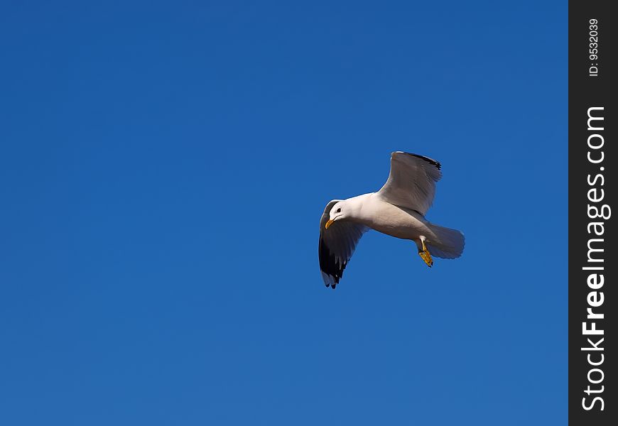 A Seagull in the sky, on blue background