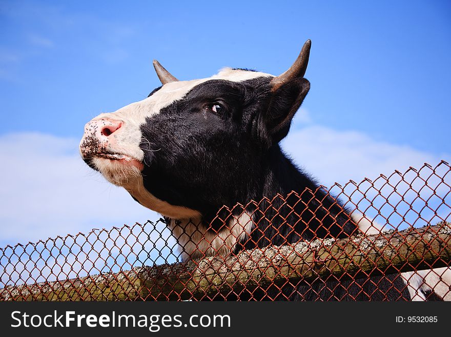 Cow head behind fence against blue sky. Cow head behind fence against blue sky