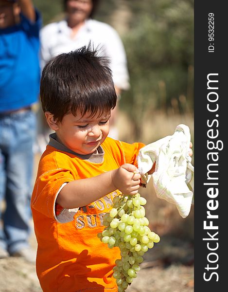 Child collecting grapes very seriously