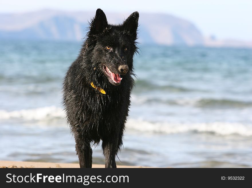 Beautiful Belgium shepherd black dog. Beautiful Belgium shepherd black dog