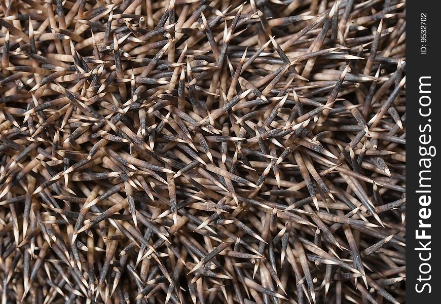 Macro hedgehog needles background. Daylight.