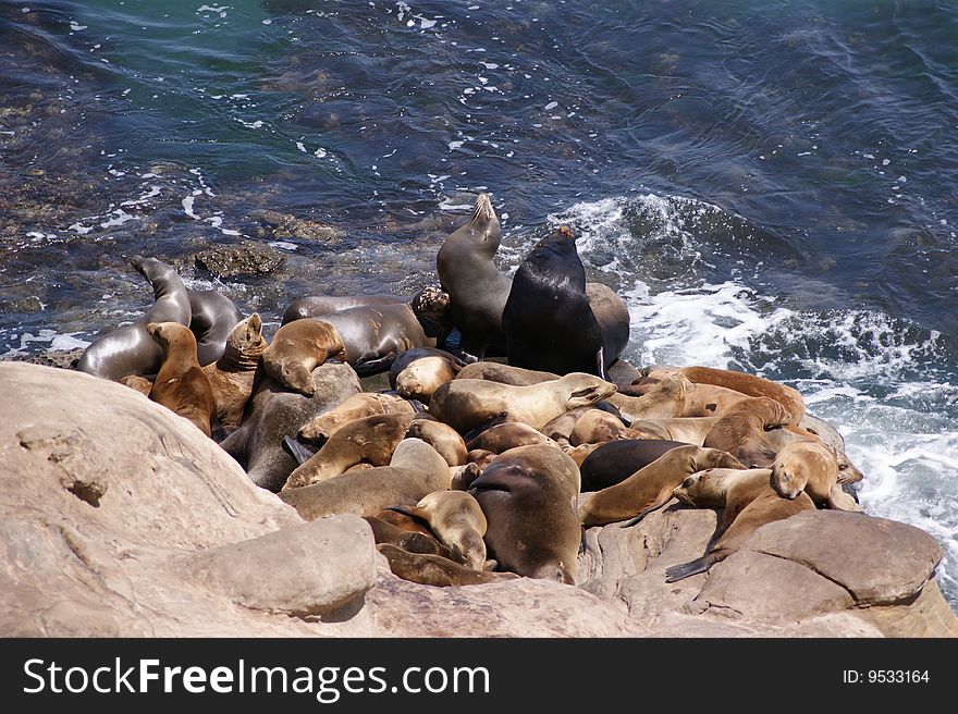 Seals on rocks, San Diego CA. Seals on rocks, San Diego CA