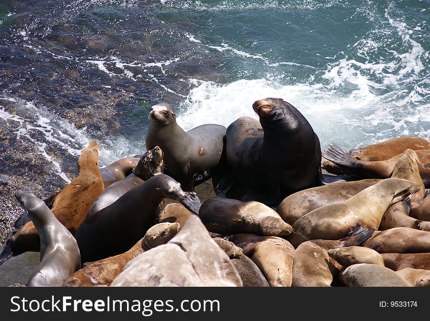 Close up of seals on rocks, San Diego CA. Close up of seals on rocks, San Diego CA