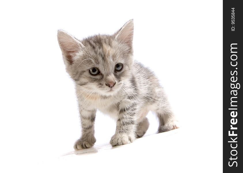 Cute gray kitten on white ground