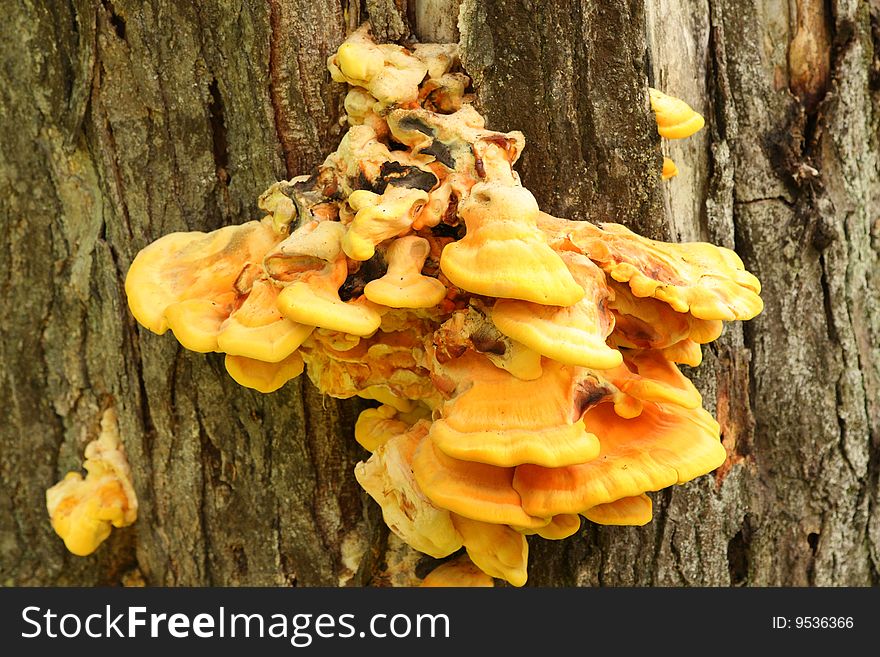 Yellow and orange colored fungus on the tree