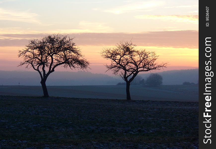 Sunset winter trees