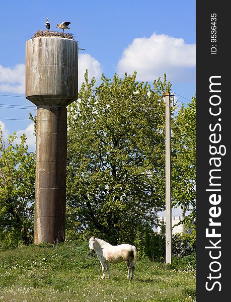 Storks and horse in summer