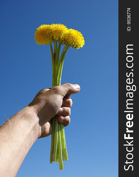 A Dandelion Is In A Masculine Hand