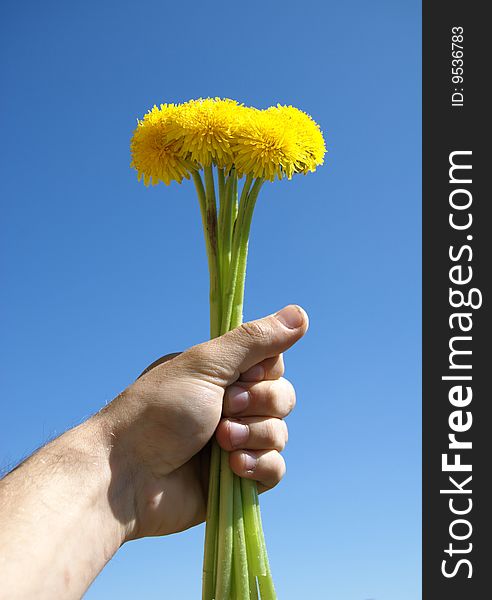 A Dandelion Is In A Masculine Hand