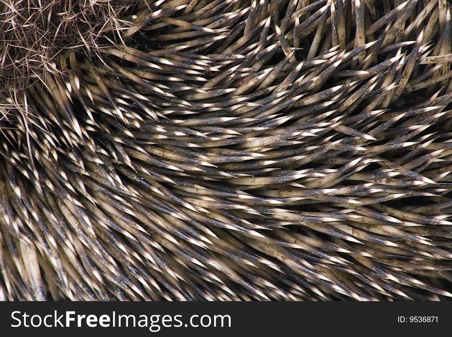 Hedgehog male adult close up