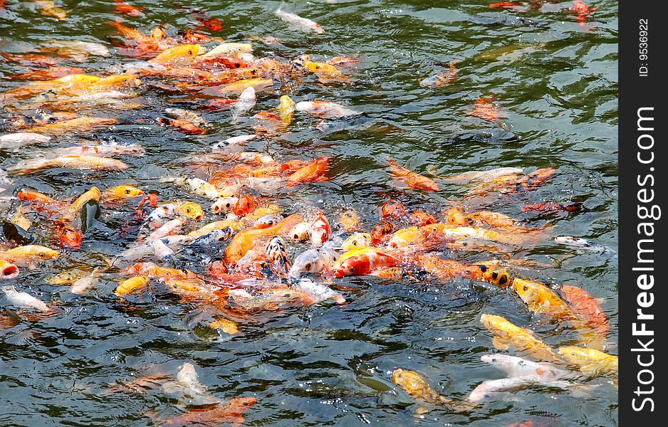 Brocaded carps swimming in the water.