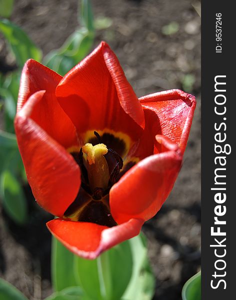 Red tulip