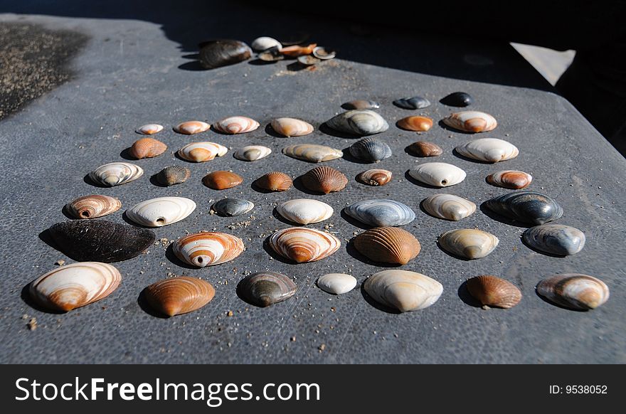 Various sea shells found in Oostende, Belgium