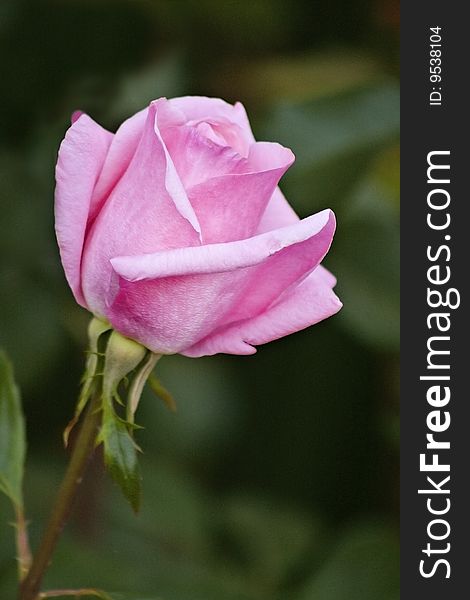 Long-stemmed rose with blurred background. Long-stemmed rose with blurred background