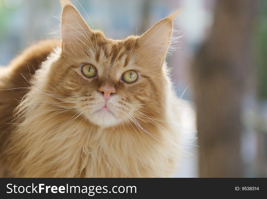 Red Persian Cat portrait, light from behind