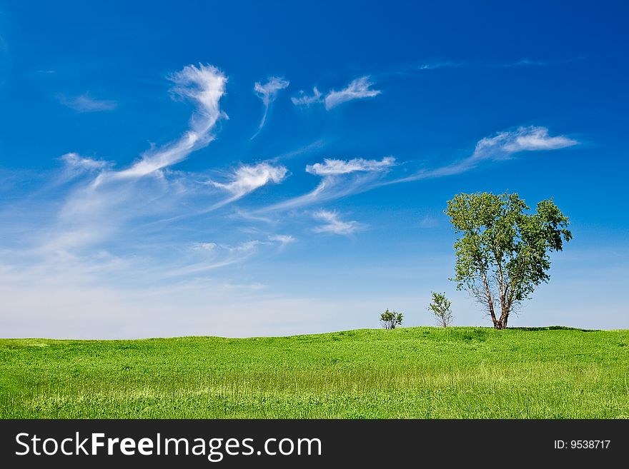 Three trees landscape with blue skies