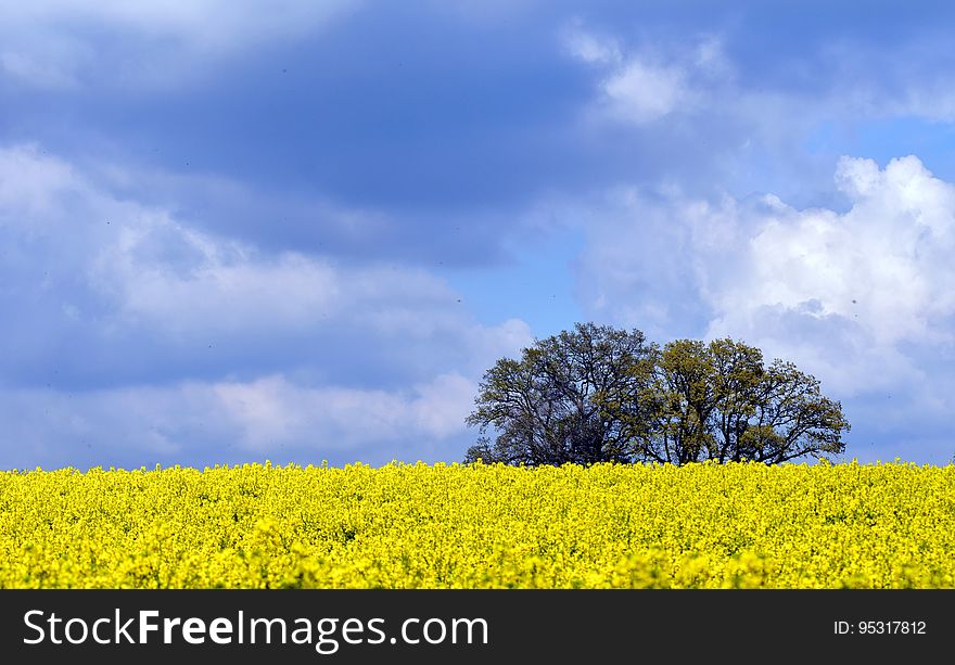 A field of yellow ripe canola or rapeseed flowers. A field of yellow ripe canola or rapeseed flowers.