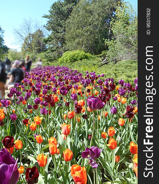 A flowerbed of colorful tulip flowers.