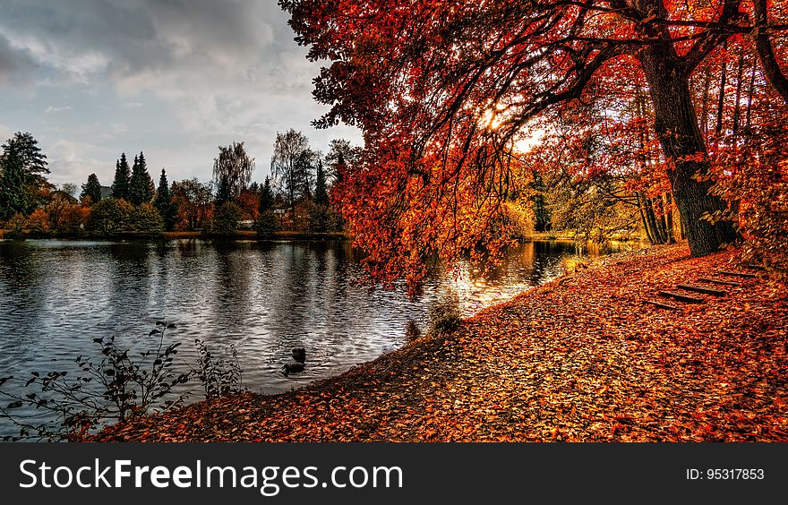 A pond with autumn leaves on the shores.