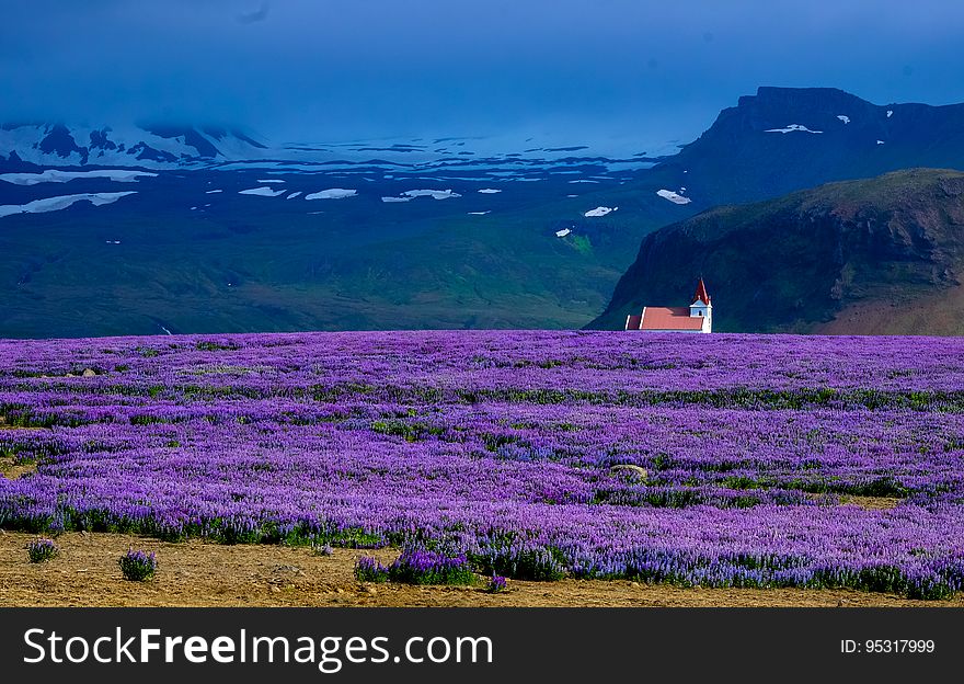 A field of violet flowers with a house and mountains in the background.