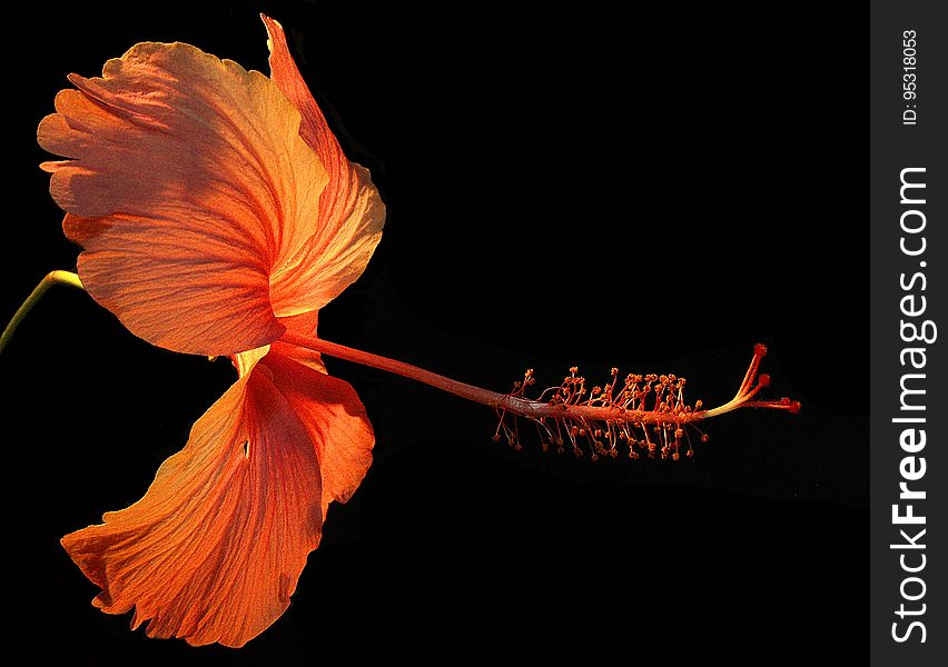 Orange Hibiscus Flower On Black Background