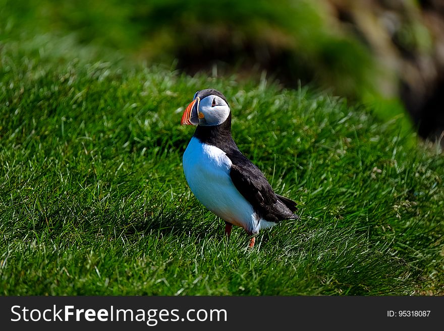 Profile of puffin standing in green grass on sunny day. Profile of puffin standing in green grass on sunny day.