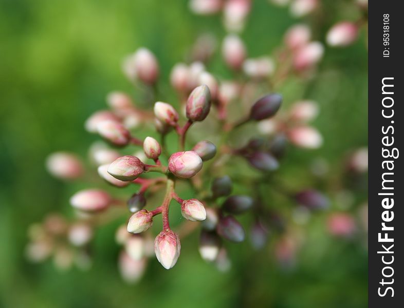 Selective Focus Photography Of Red And White Plant