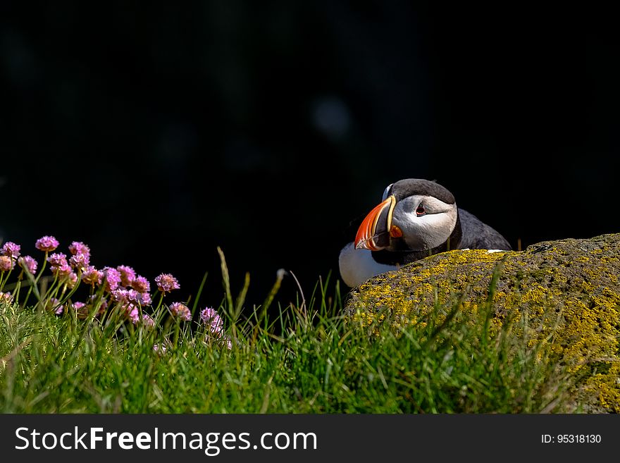 Puffin In Grasses With Wildflowers