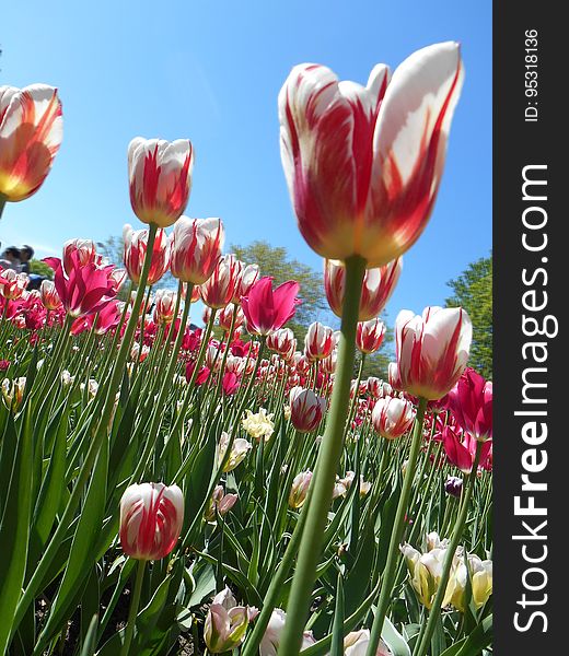 Field of blooming red and white tulips against blue skies on sunny day. Field of blooming red and white tulips against blue skies on sunny day.