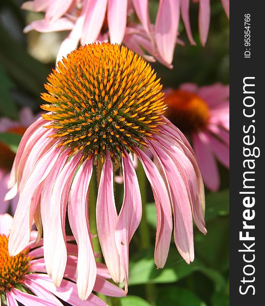 Pink Petaled Yellow Pistil Flower